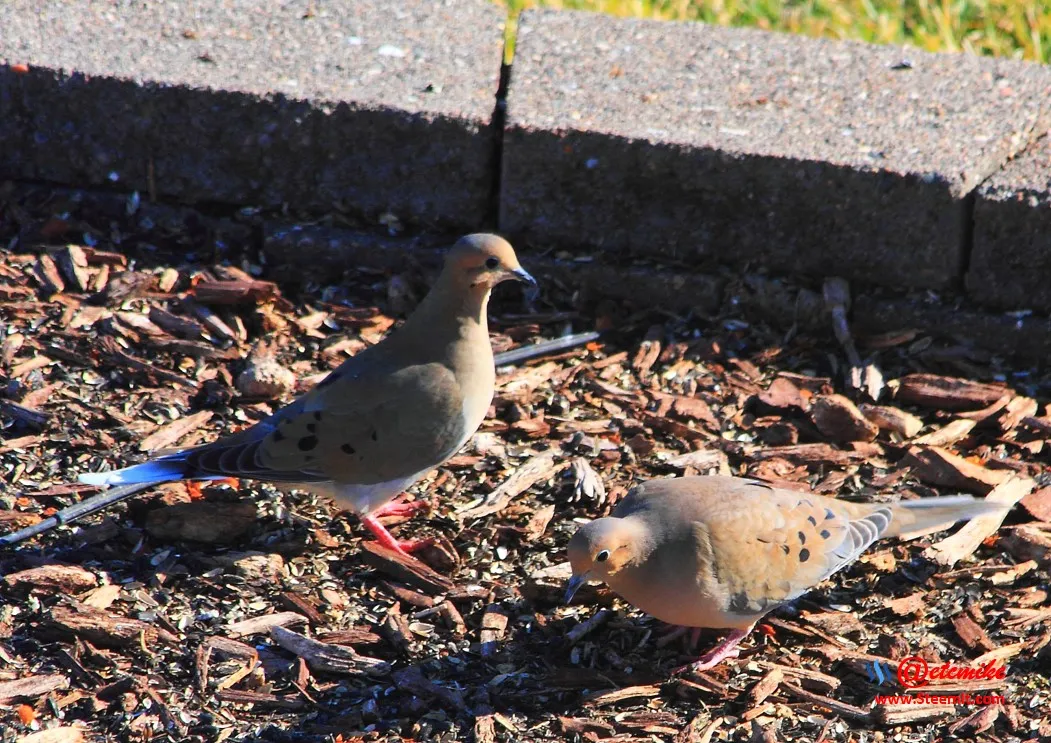 Mourning Dove IMG_0031.JPG