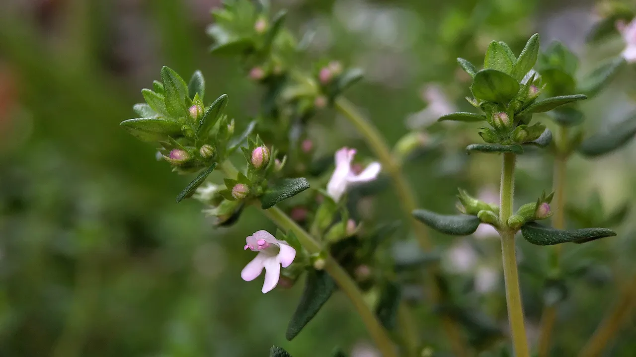 Macro photograph of thyme leaves and flowers