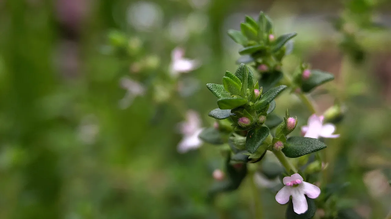 Macro photograph of thyme leaves and flowers