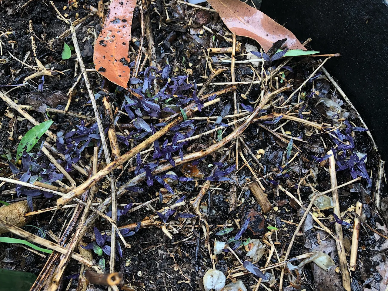 Black Prince Chili seedlings