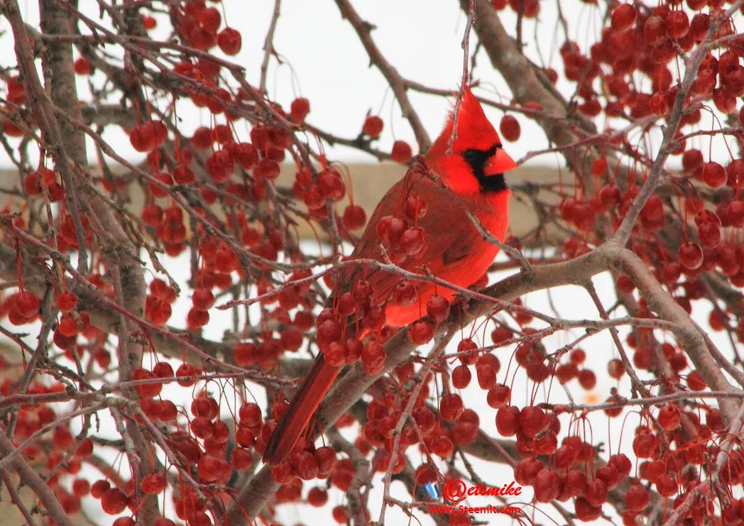 Northern Cardinal IMG_0014.JPG