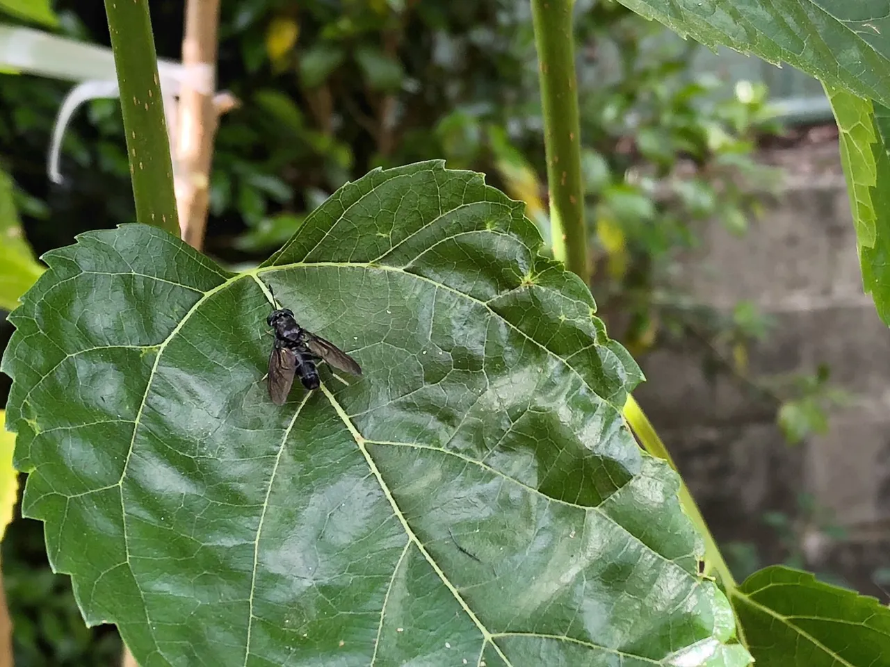 Black Soldier Fly on a Mulberry leave