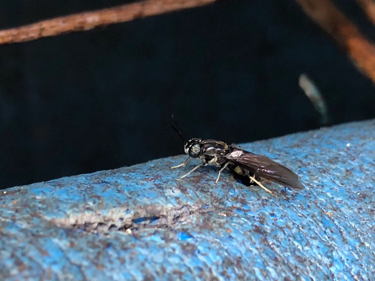 Female Hermetia illucens ovipositing