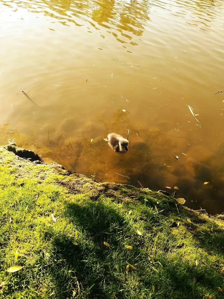 babyswan.jpg