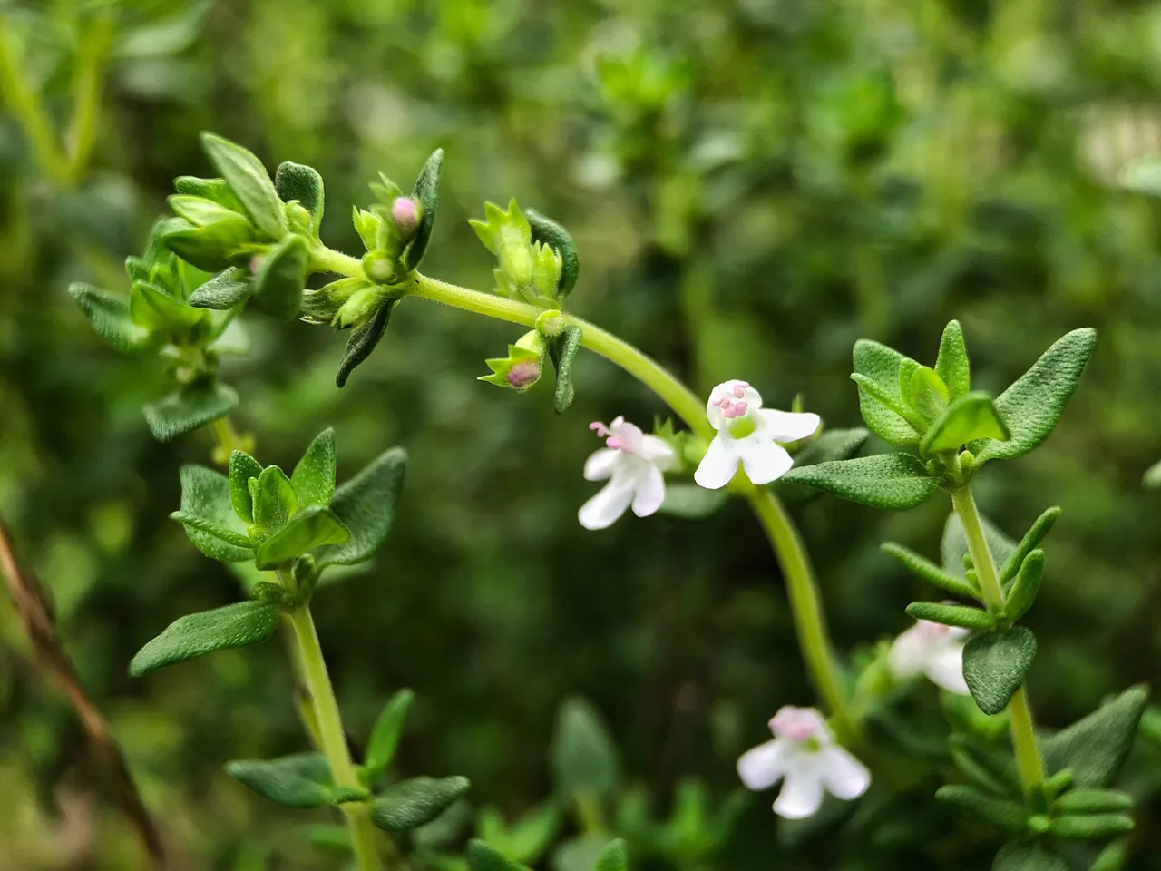 Macro photograph of thyme leaves and flowers