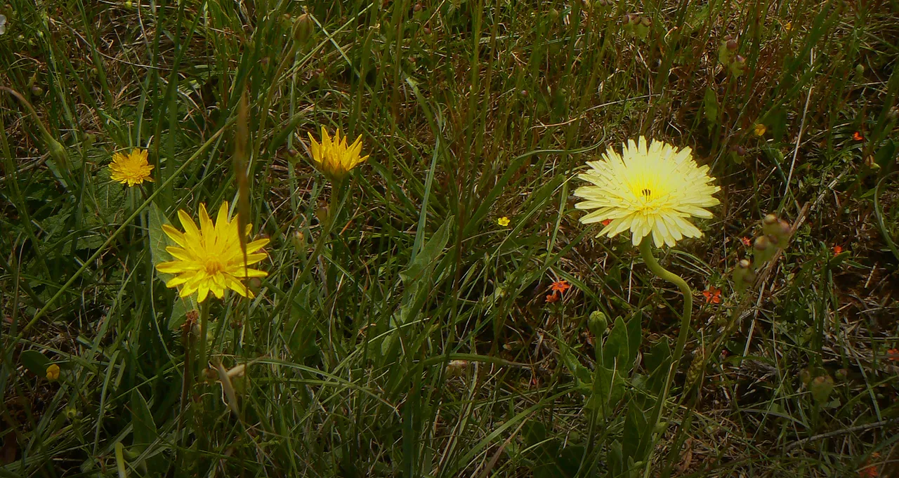 P1940924.JPG