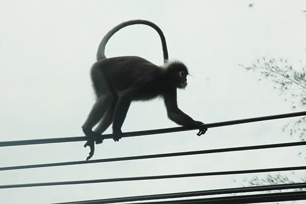 Monkey12.jpg
