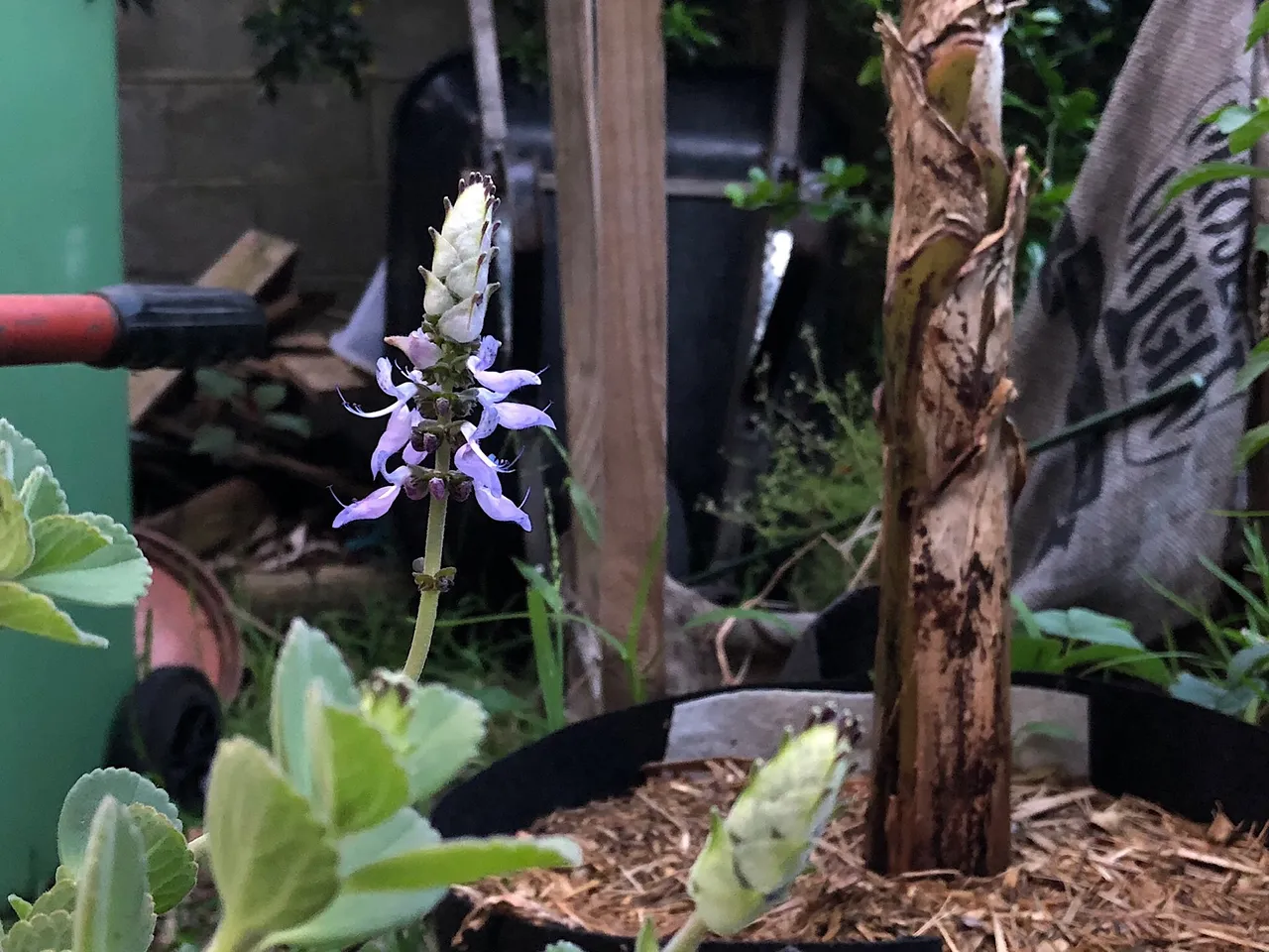 Dog Bane flowers