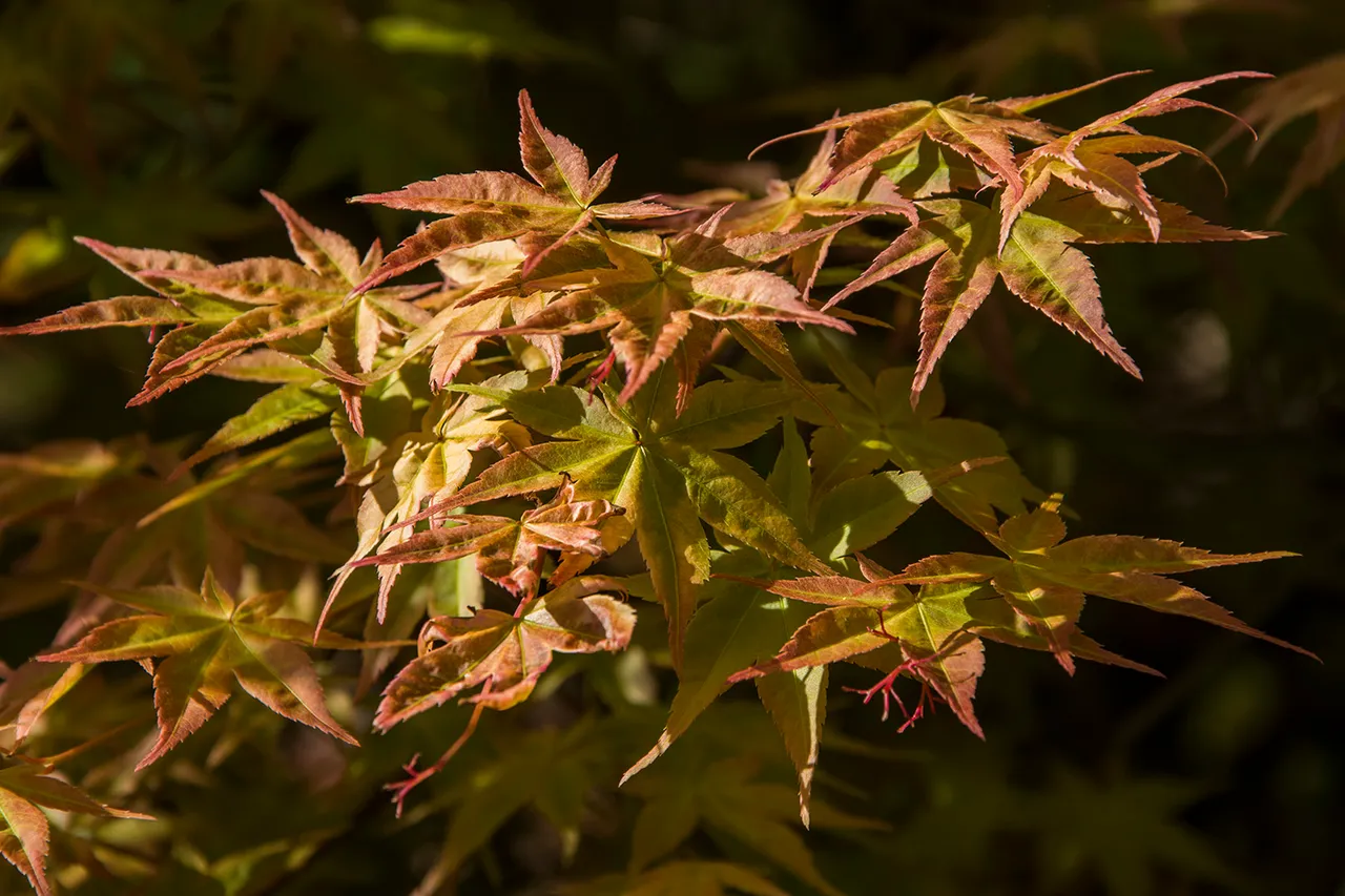 DSC_1291.jpg