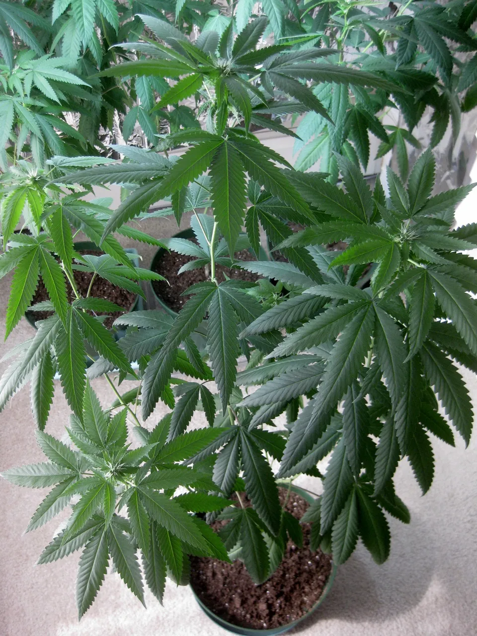 kushbush.JPG