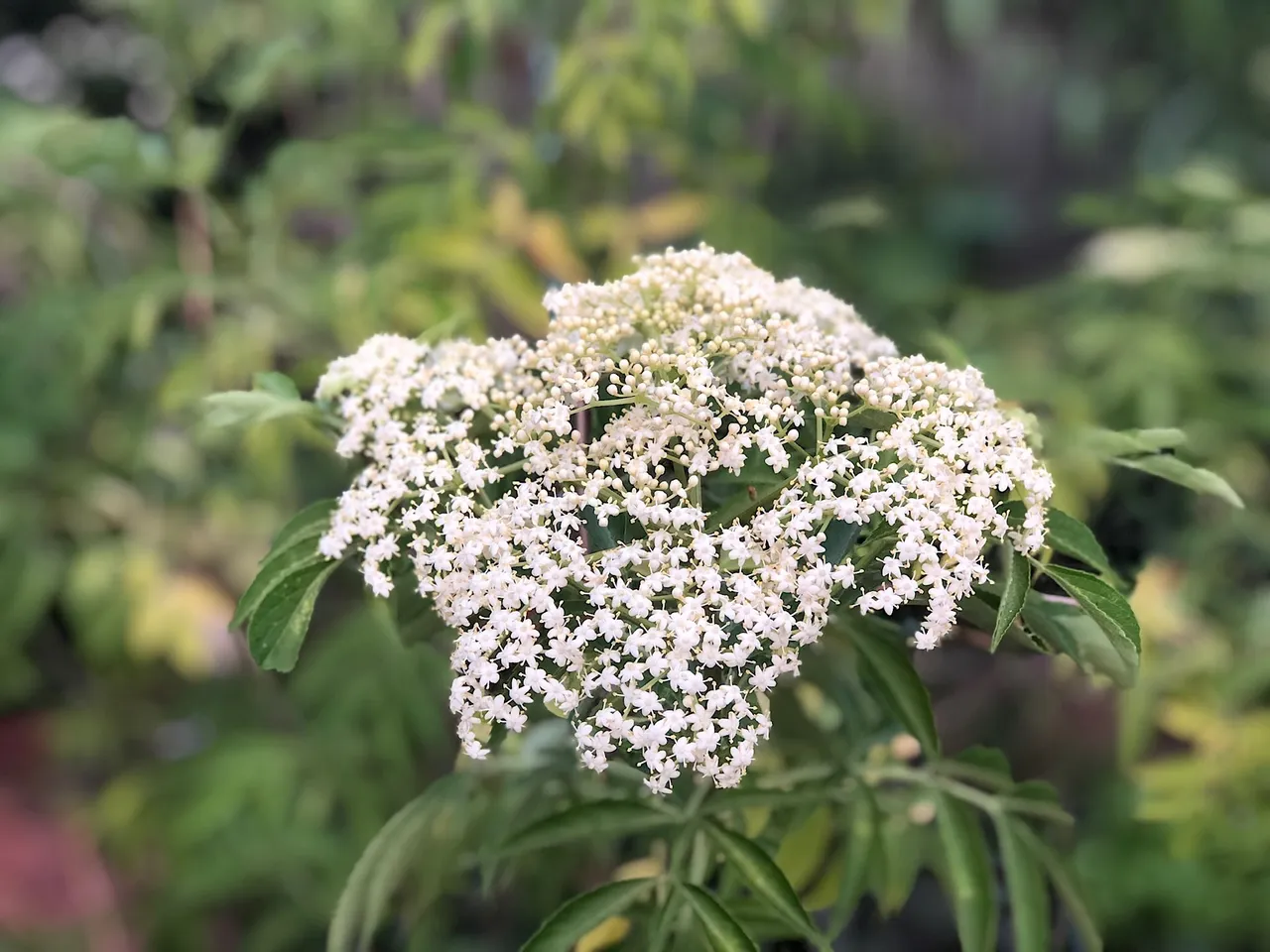 Elderflower