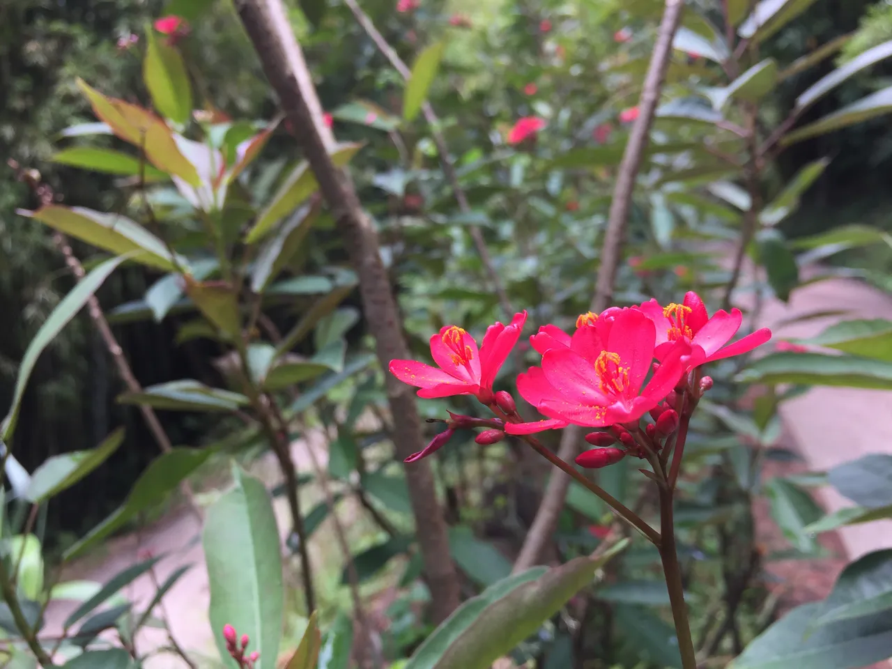 flower