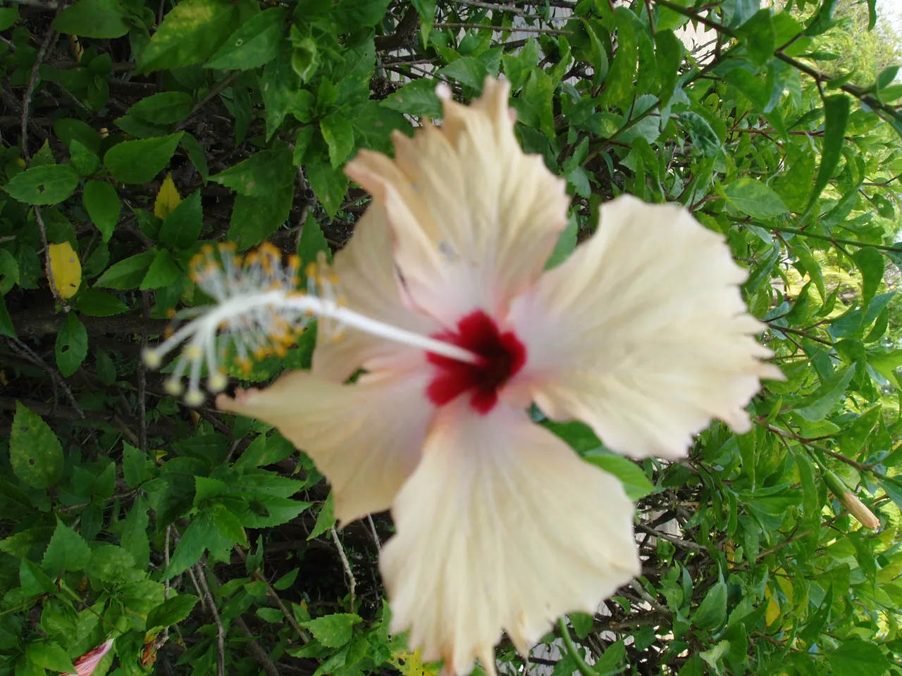 Queen Sirikit Park - peachy hibiscus