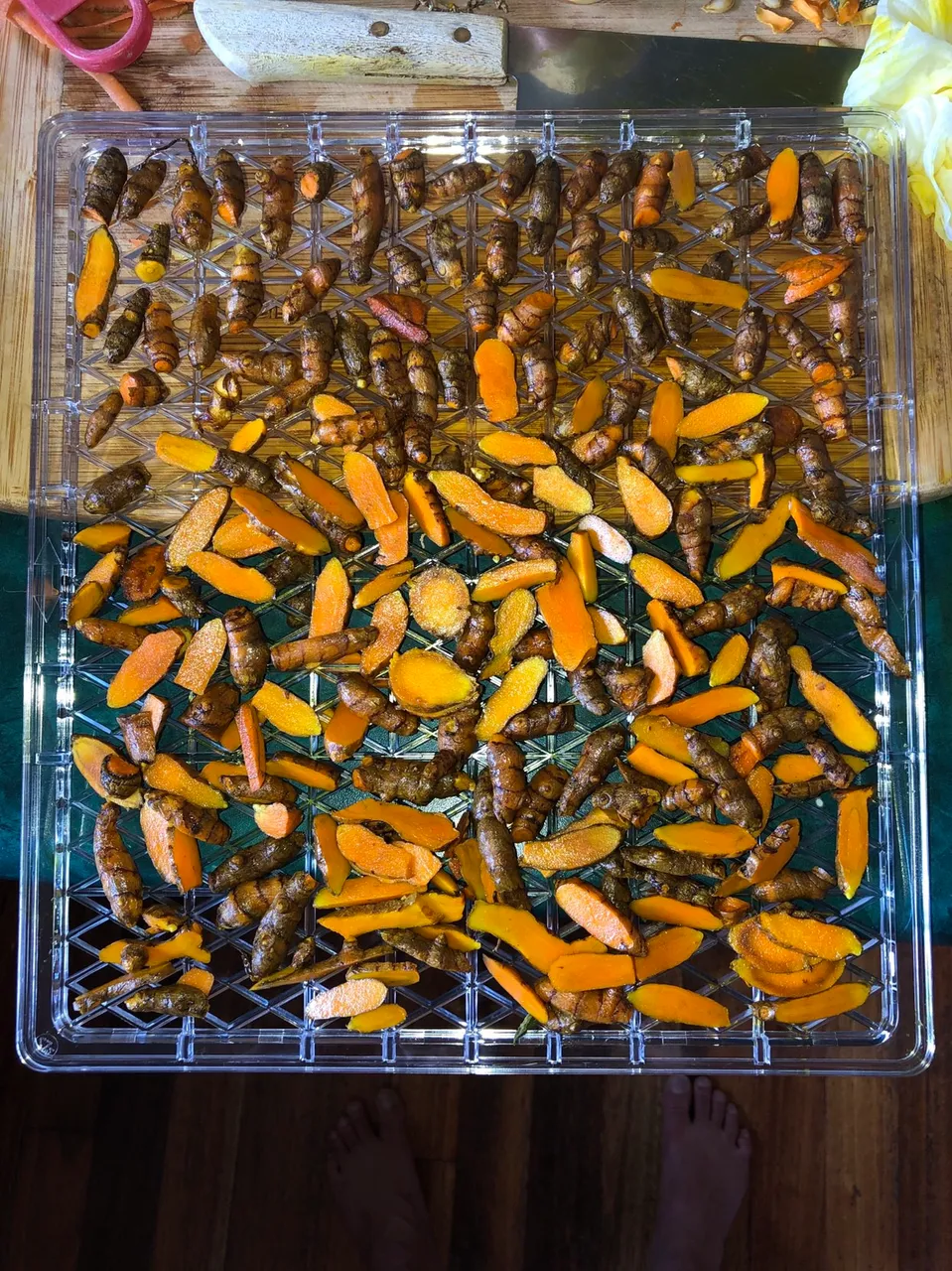 Slices of Turmeric on a dehydrator rack