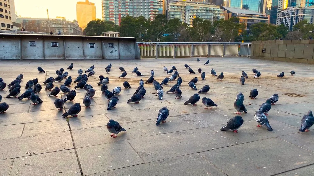 PIDGEON PARKING LOT.jpg