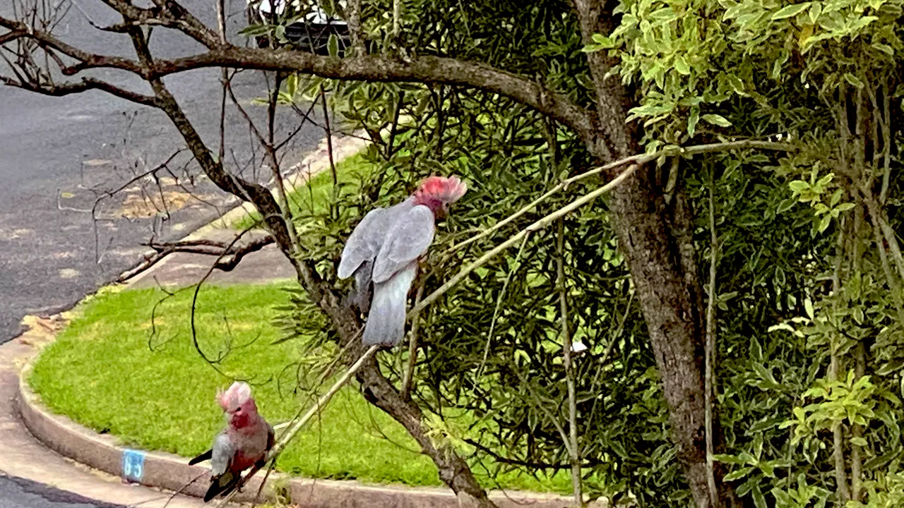 PAIR PINK COCKATOOS.png