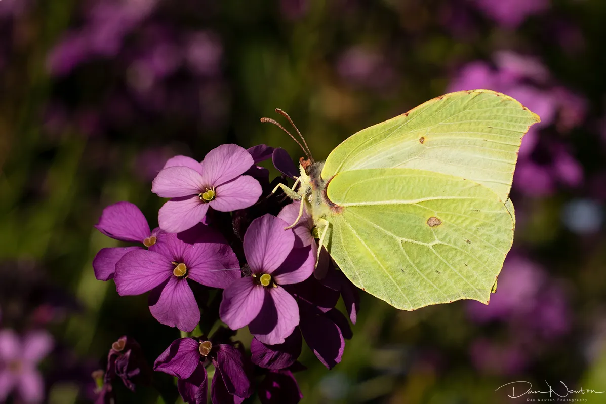 Brimstone Butterfly0055PP.jpg