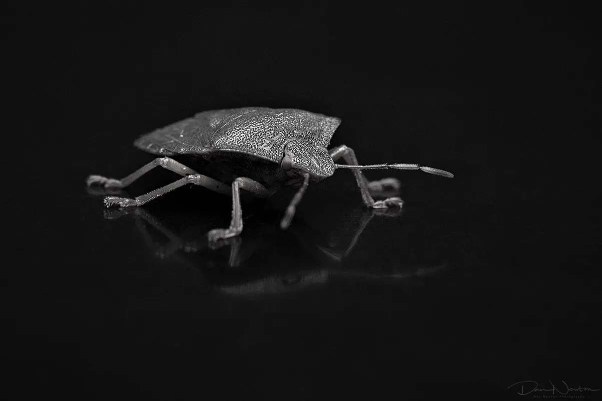 BW Green Shieldbug0024PP.jpg