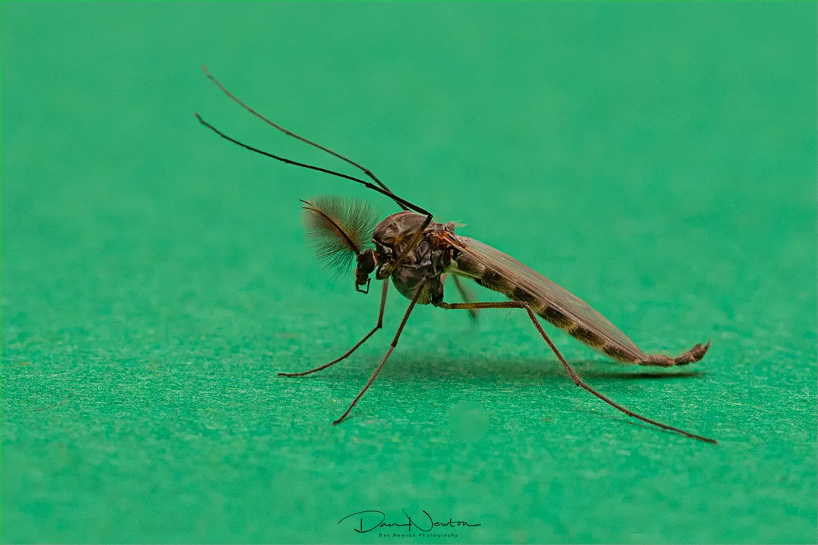 Chironomus plumosus0030PP.jpg