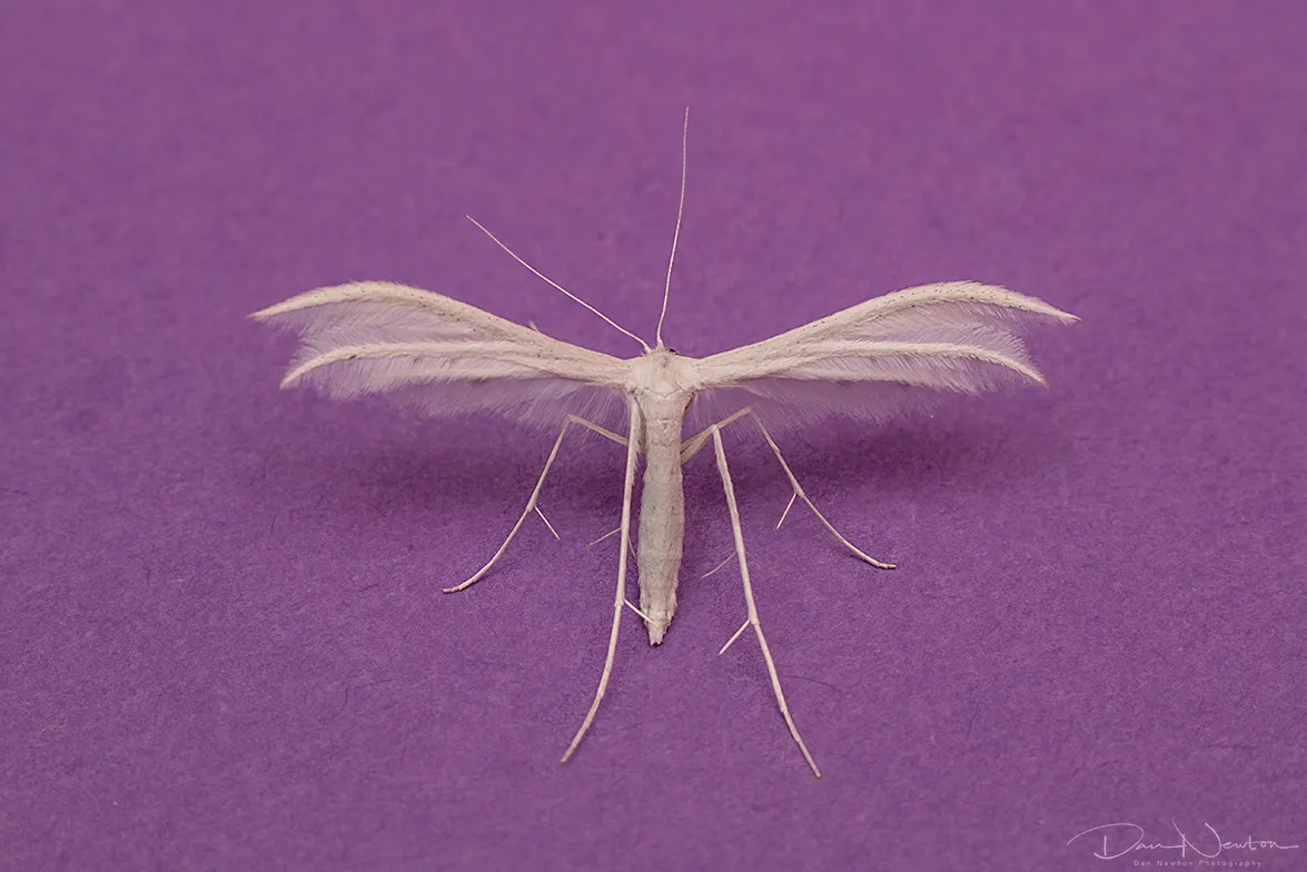 45.030 White Plume0022PP.jpg