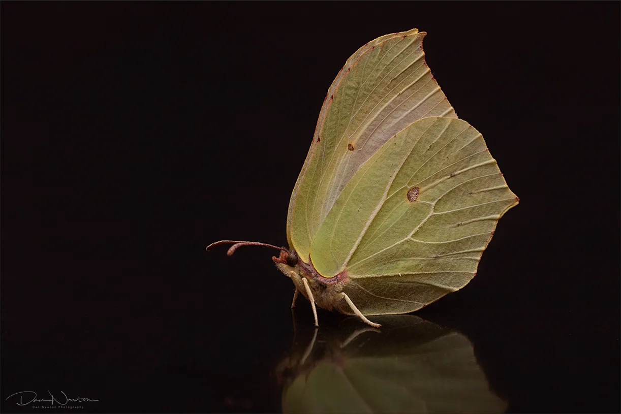 Brimstone Butterfly0050PP.jpg