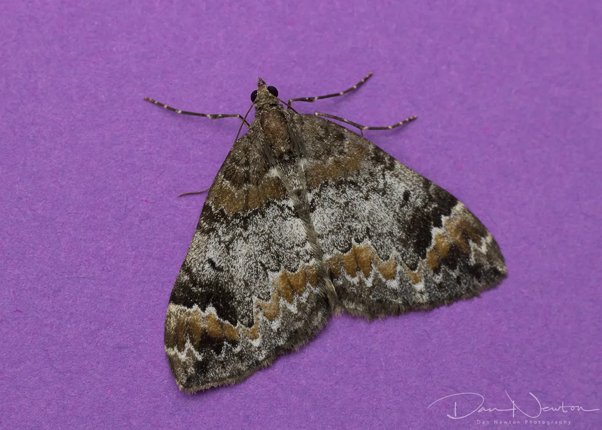 Common Marbled Carpet3PP.jpg