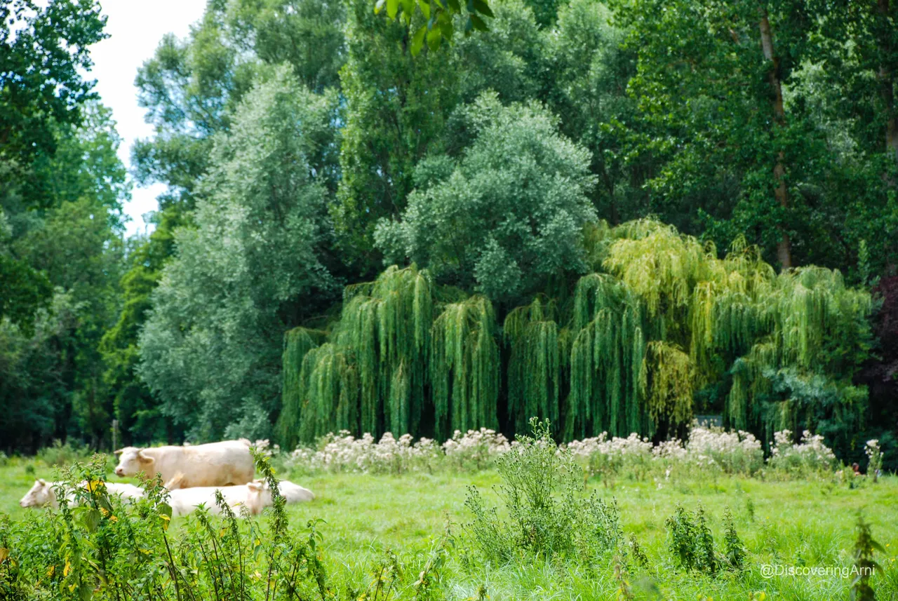 Popular for the trees- *Saule Pleureur* or Weeping Willow