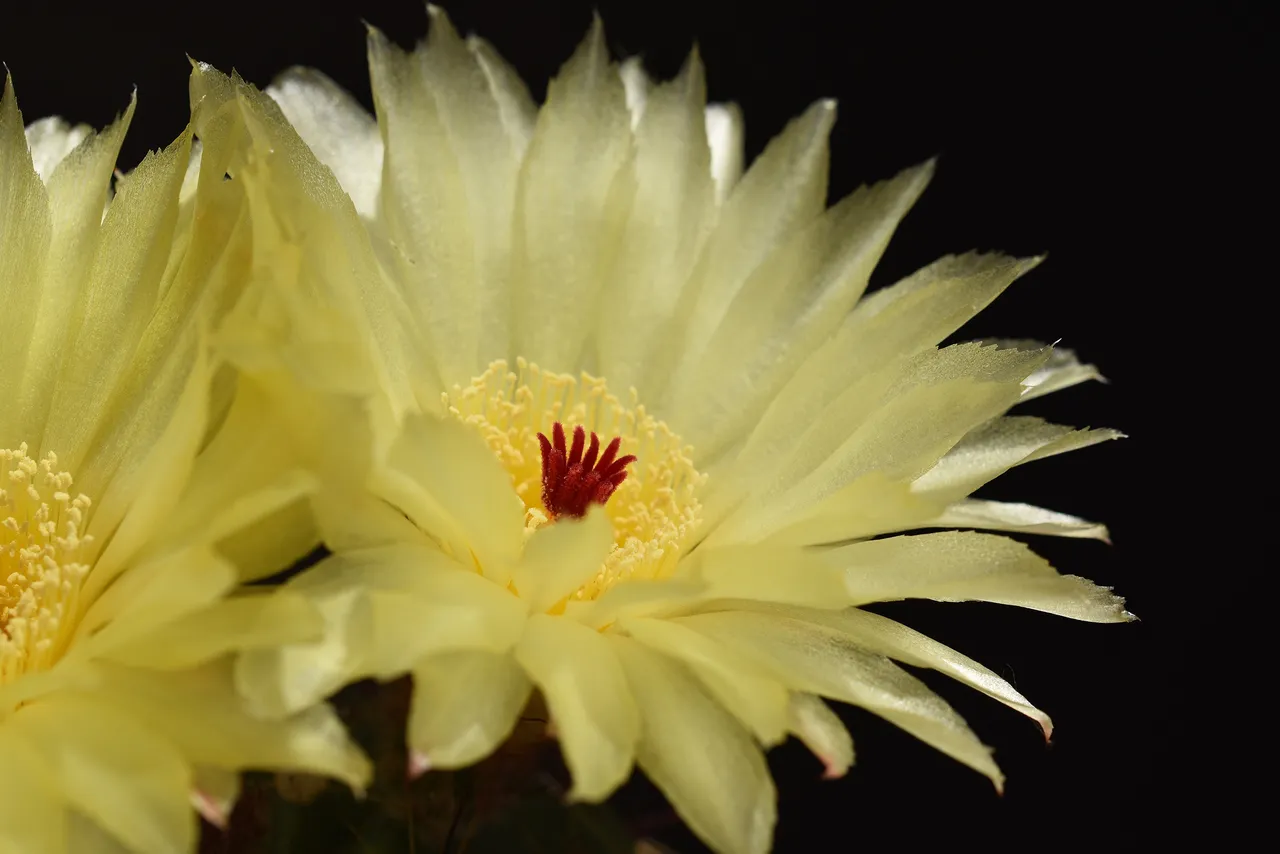Notocactus Ottonis flower 10.jpg