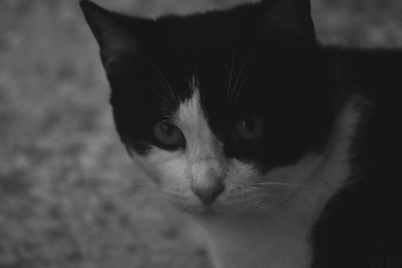 black and white kitty pl 2.jpg