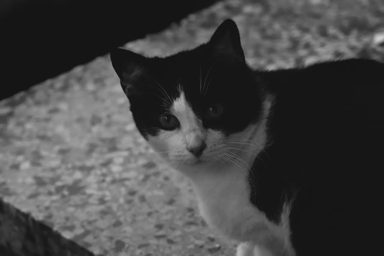 black and white kitty pl 1.jpg