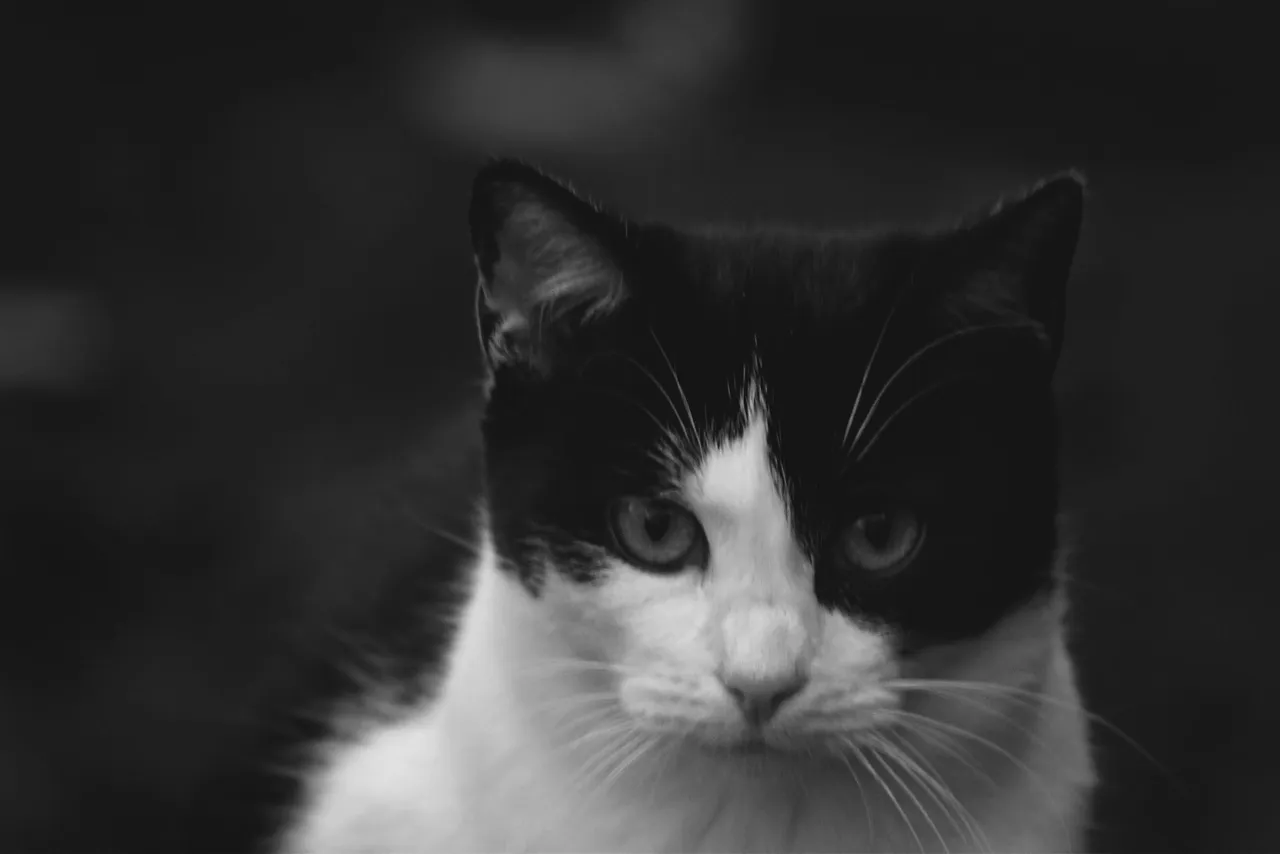 black and white kitty pl 4.jpg