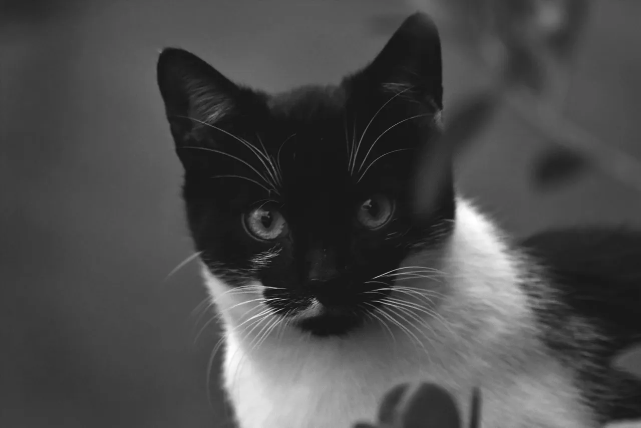 black and white kitty pl 3.jpg