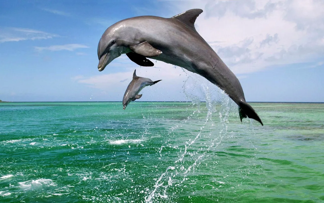 02dauphindauphinsanimaux.jpg