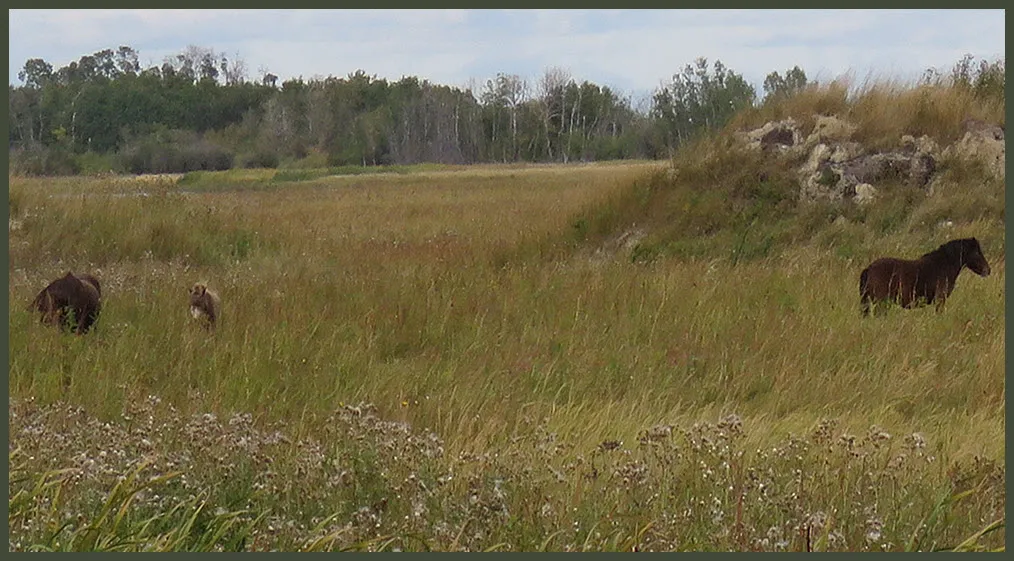 3 ponies in marsh grasses.JPG