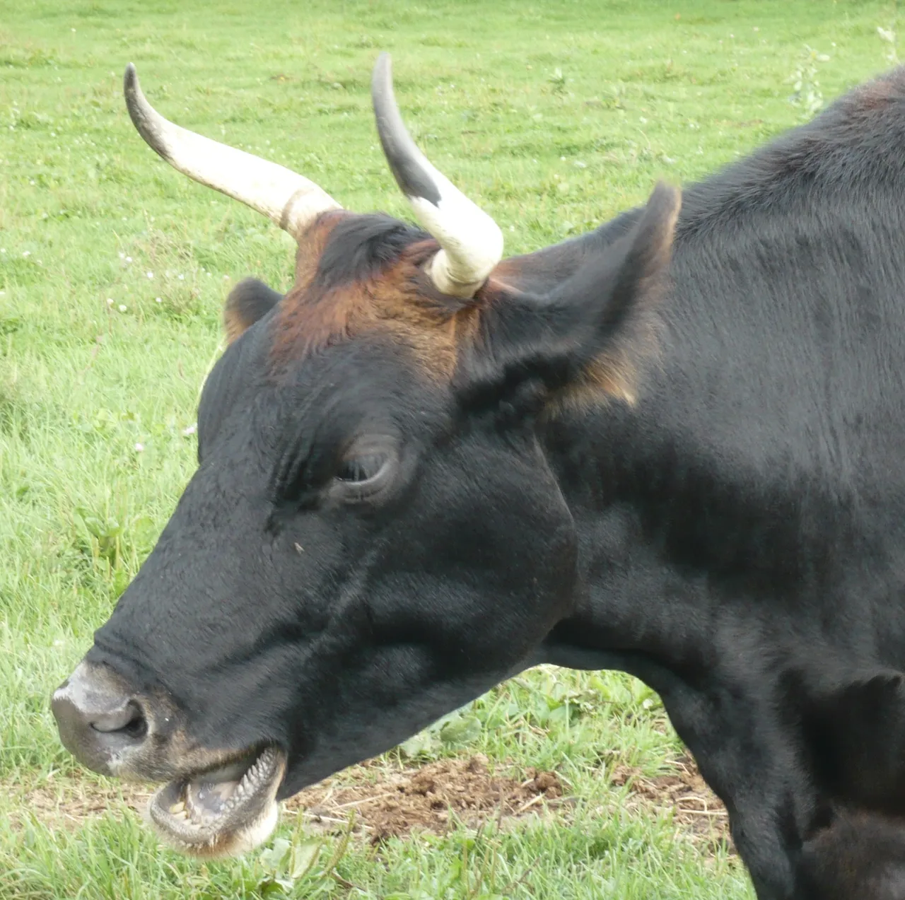 VACHE OTTAWA sept 2010 16.JPG