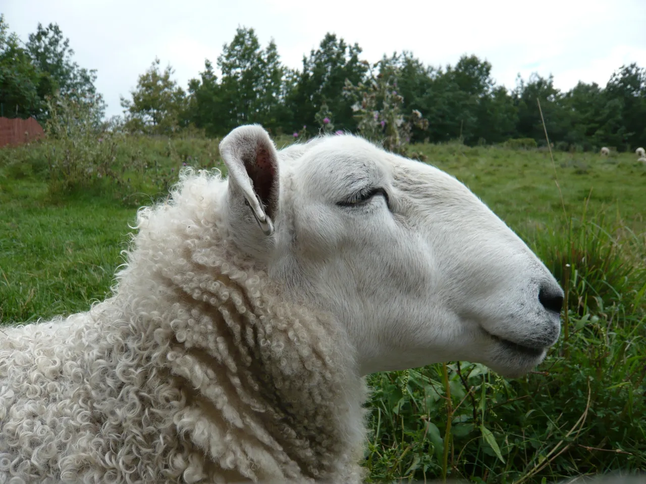 MOUTON OTTAWA sept 2010 9.JPG