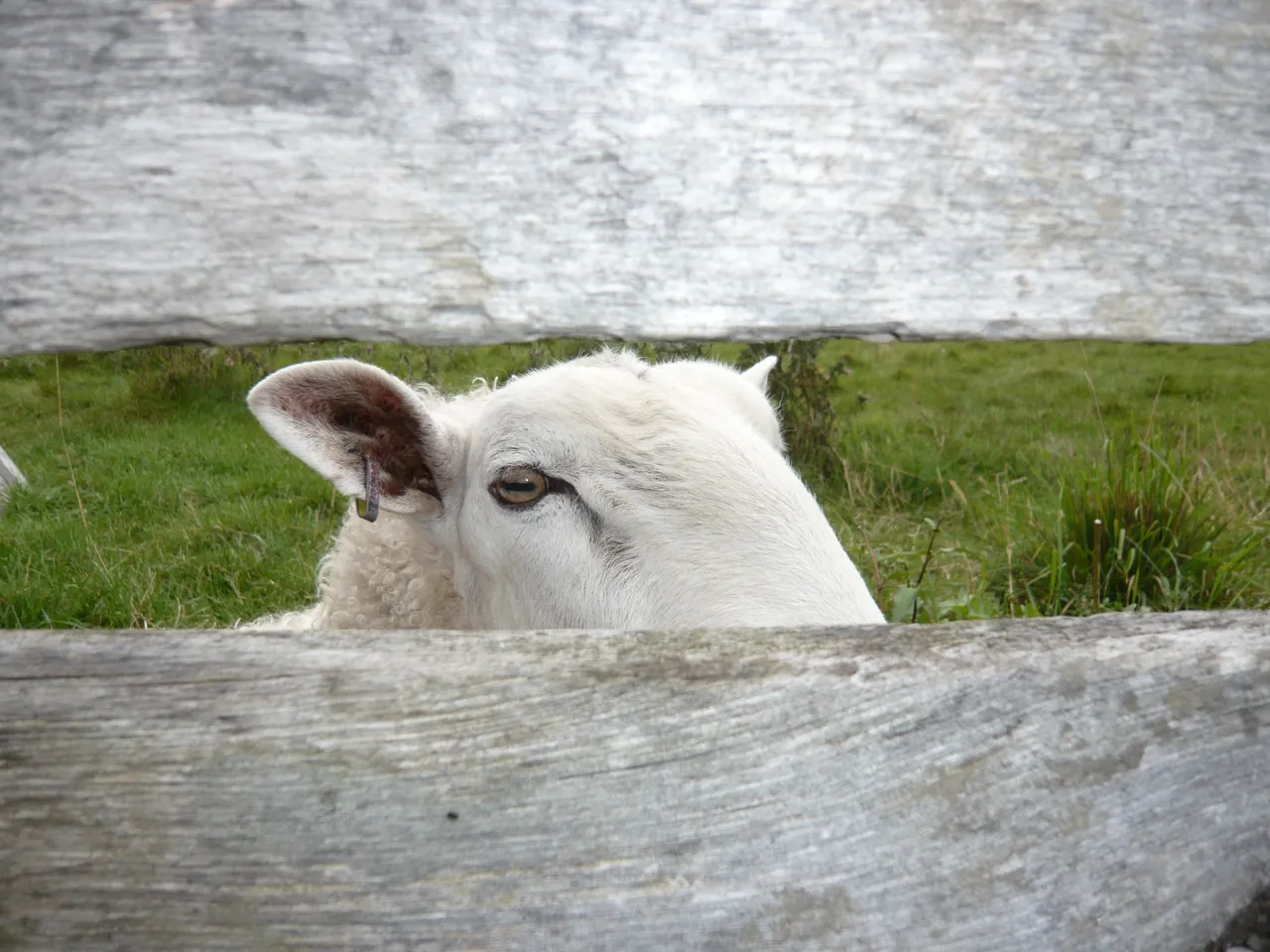 MOUTON OTTAWA sept 2010 8.JPG