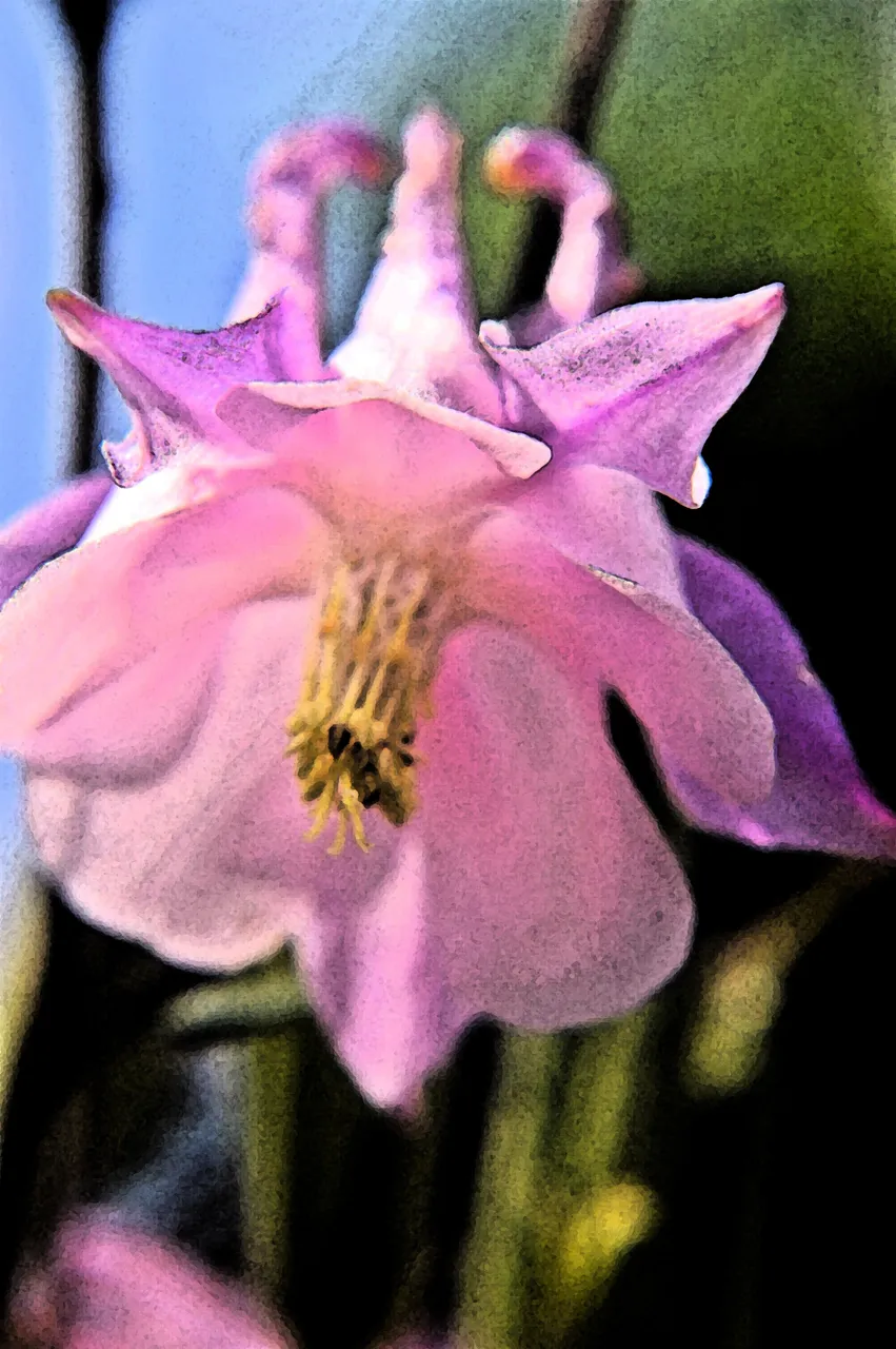 Pink_Aquilegia_Fresco.jpg