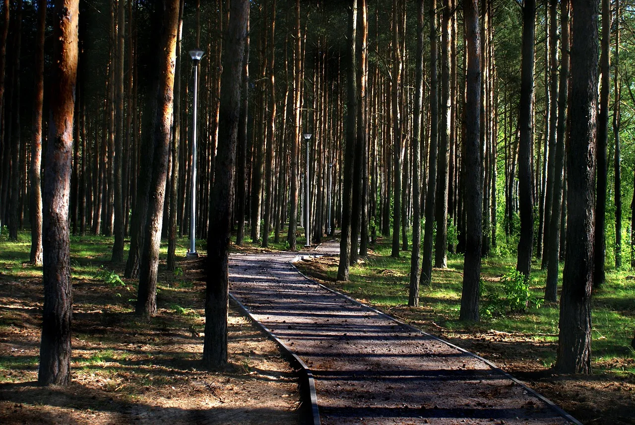 forest4258584_1280.jpg