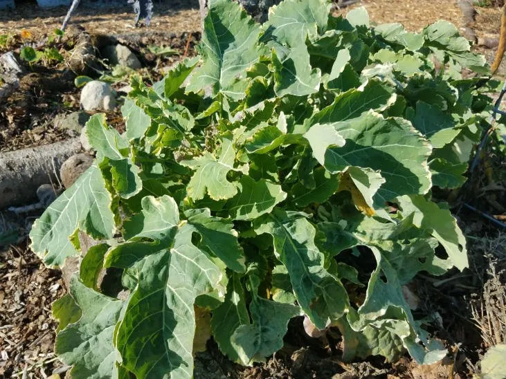 PerennialBrassicas.jpg