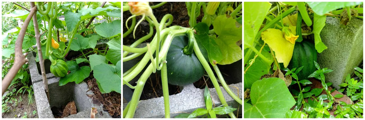 Acorn Squash 618.jpg