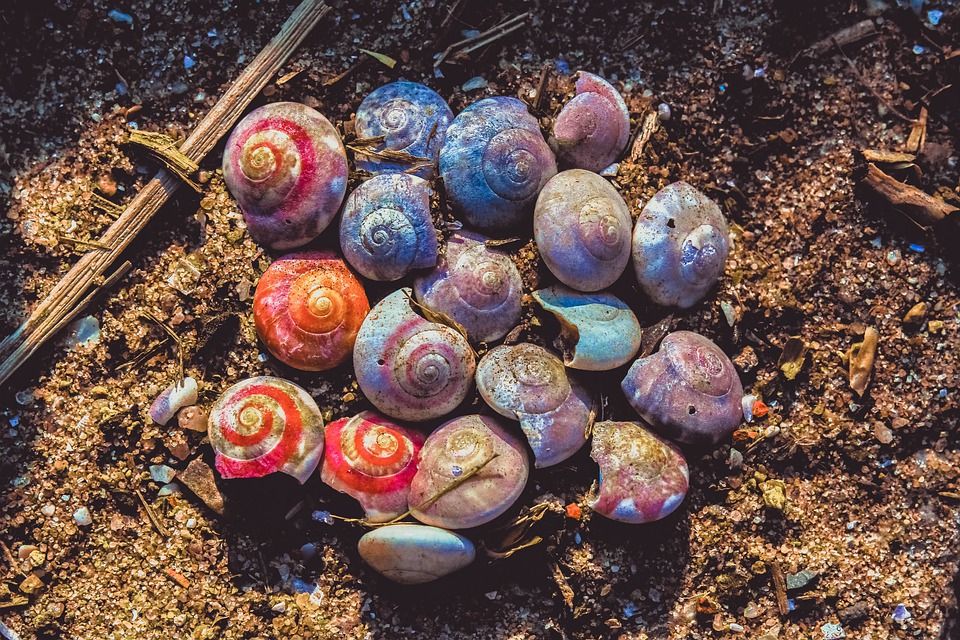 shell4276104_960_720.jpg