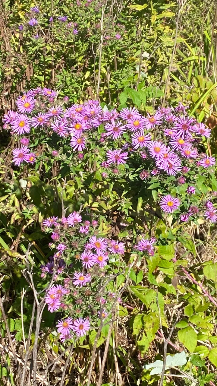 Late summer flowers