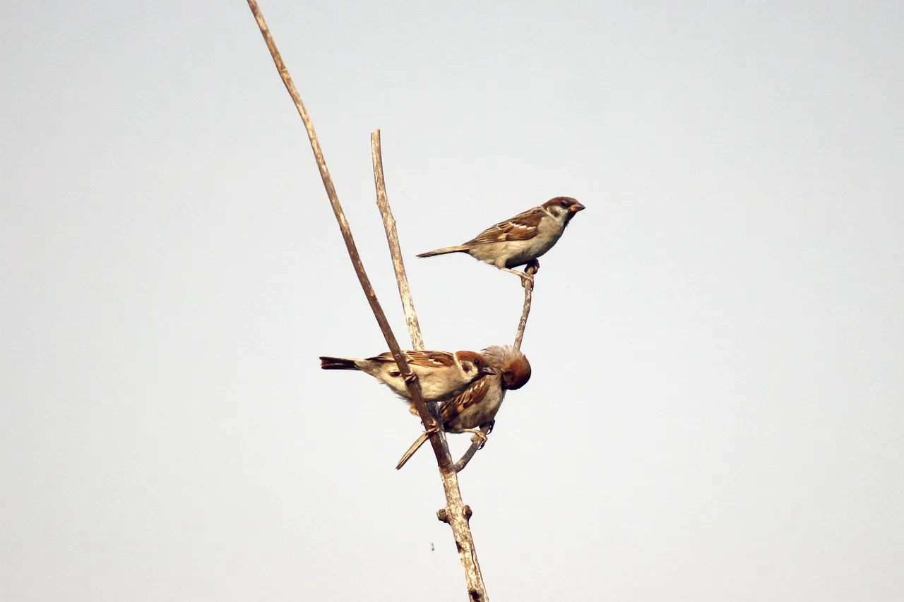 tree_sparrow.jpg