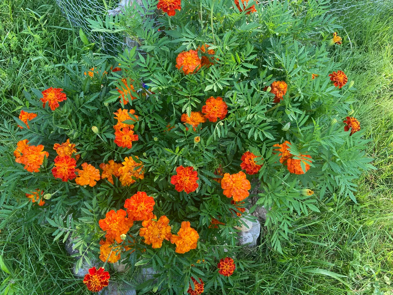 Marigold bed