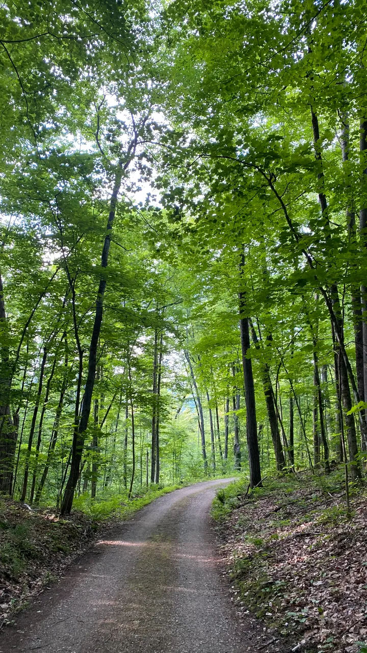 Road through forest