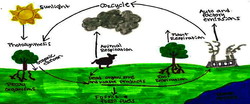 carbon_cycle.jpg