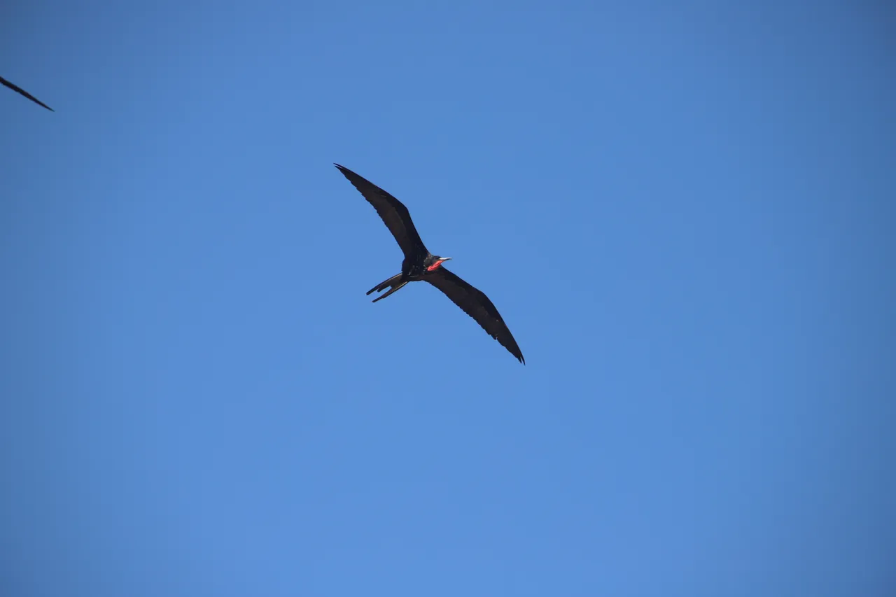 Frigatebird