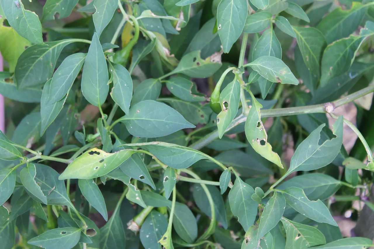 What's Eating my Chilli Plants?