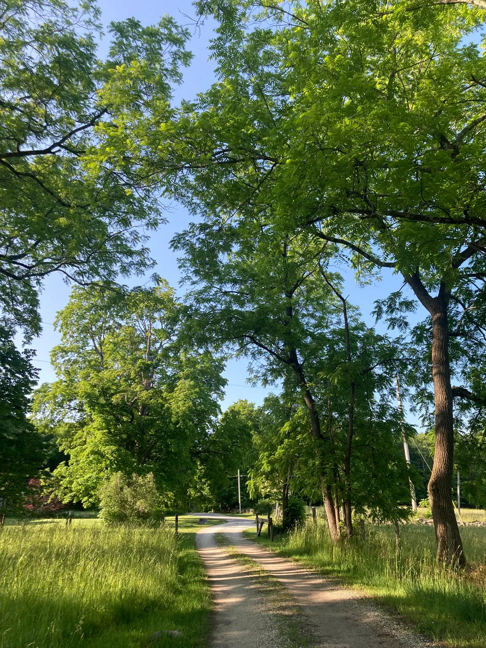 Walnut trees